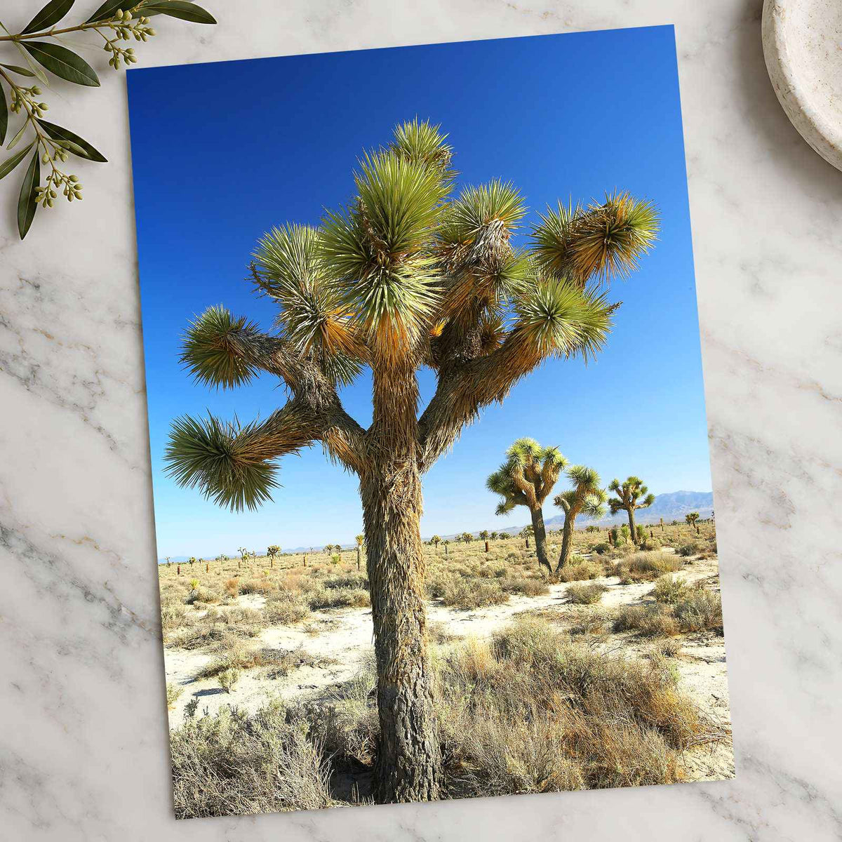 Joshua National Park Photo Print Wall Decor