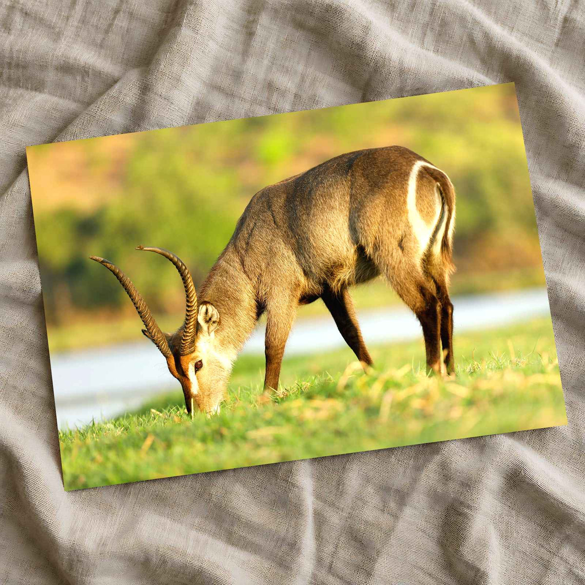 Male Antelope Grazing Photo Print Wall Decor