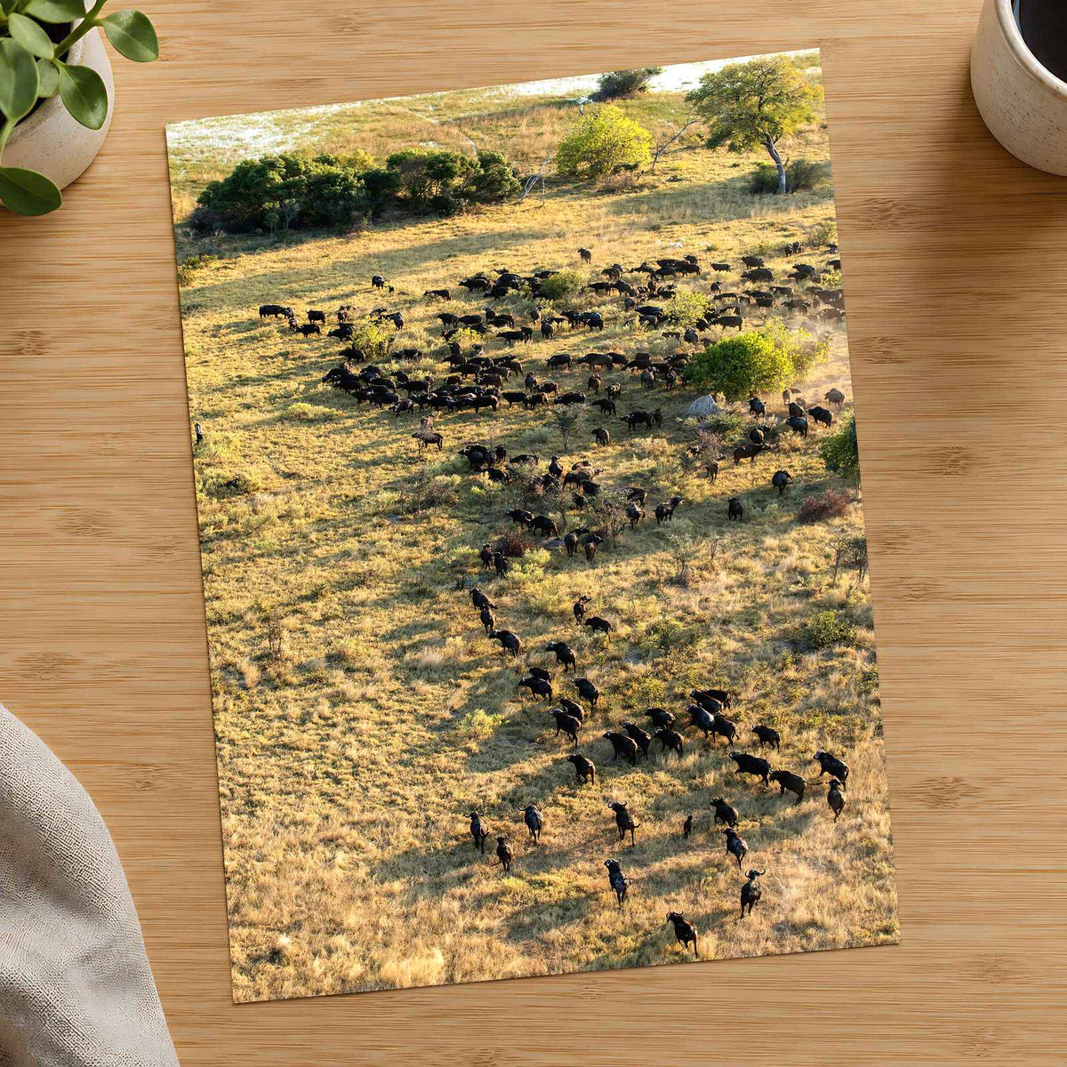 Water Buffalo, Okavango Delta, Botswana Photo Print Wall Decor