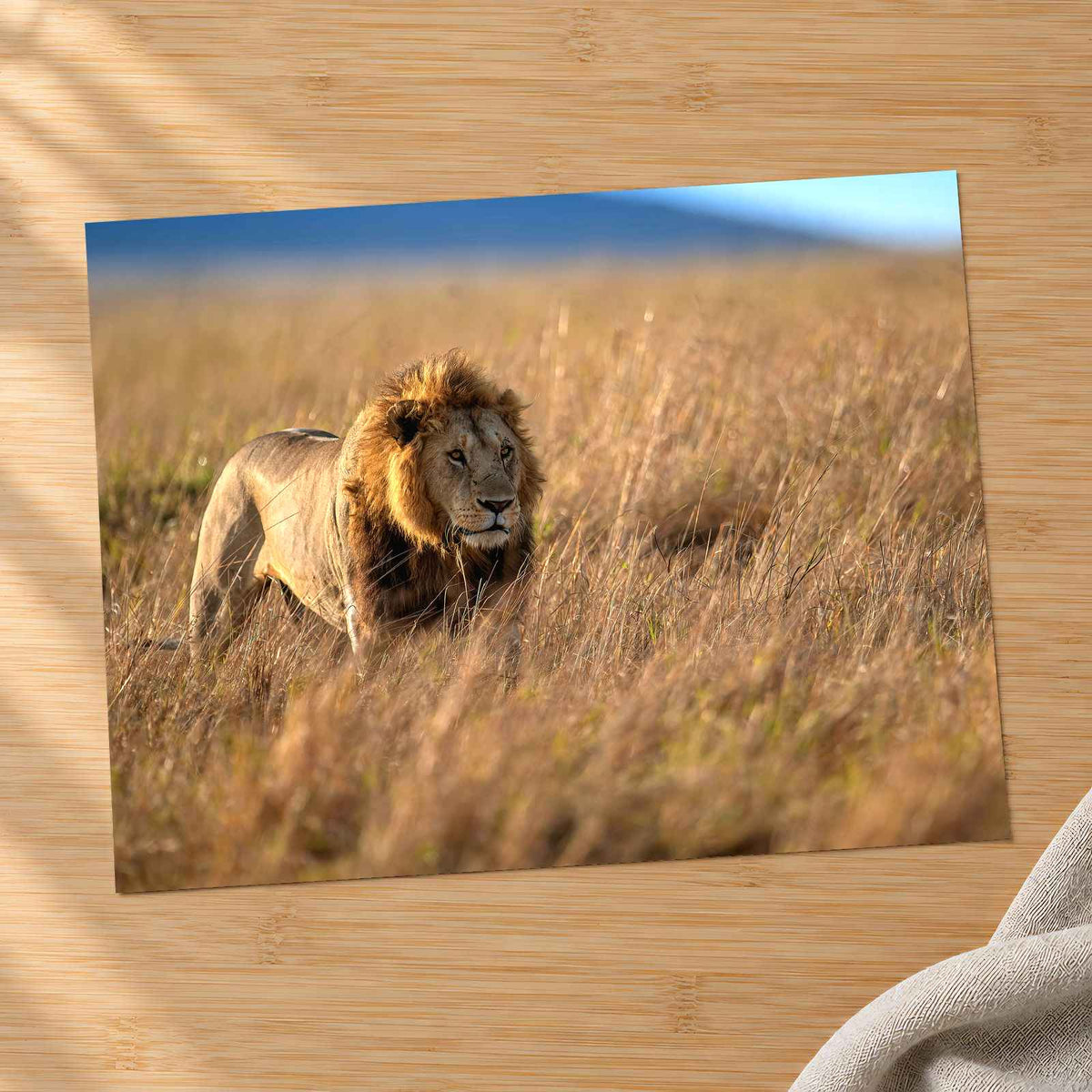 Lion Portrait in Maasai Mara, Kenya Photo Print Wall Decor