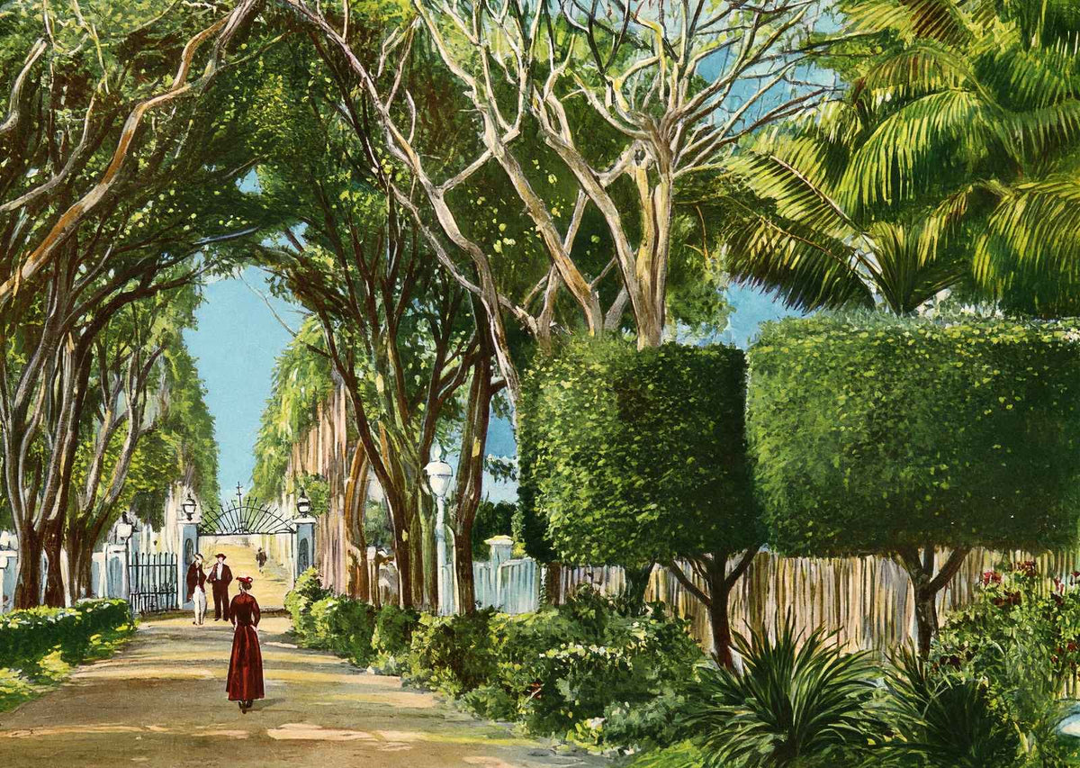 Royal Palm Gardens and Avenue, Havana, Cuba vintage print