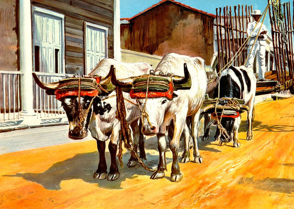Ox Cart, Cuba in 1923 vintage print