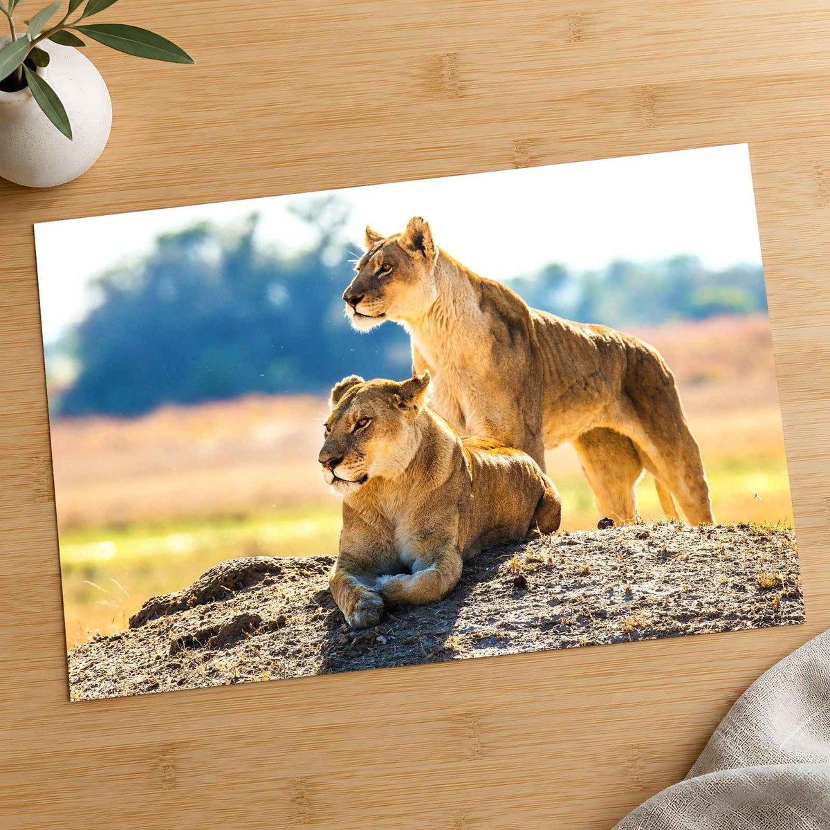 Two Lionesses in Savanna Photo Print Wall Decor