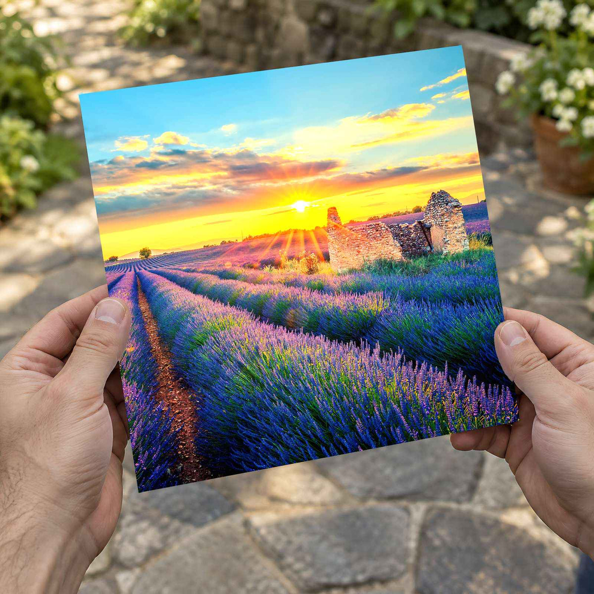 French Lavender Field at Sunset Photo Print Wall Decor