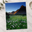 Rocky Mountains National Park Flowers Photo Print Wall Decor