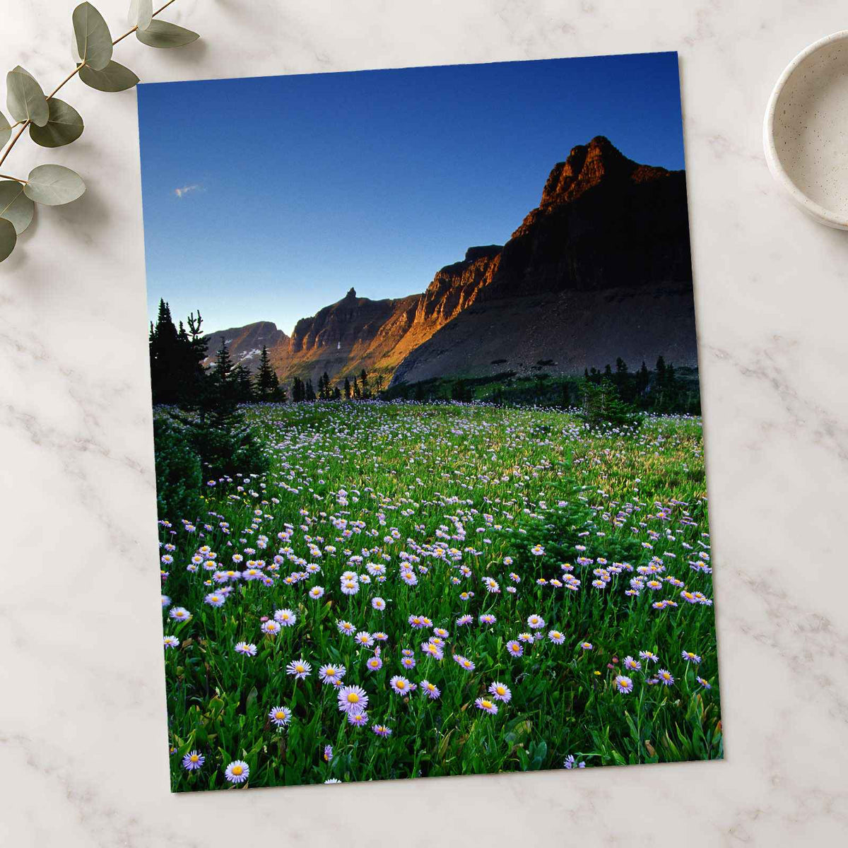 Rocky Mountains National Park Flowers Photo Print Wall Decor