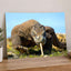 Komodo Dragon Photo Print Wall Decor