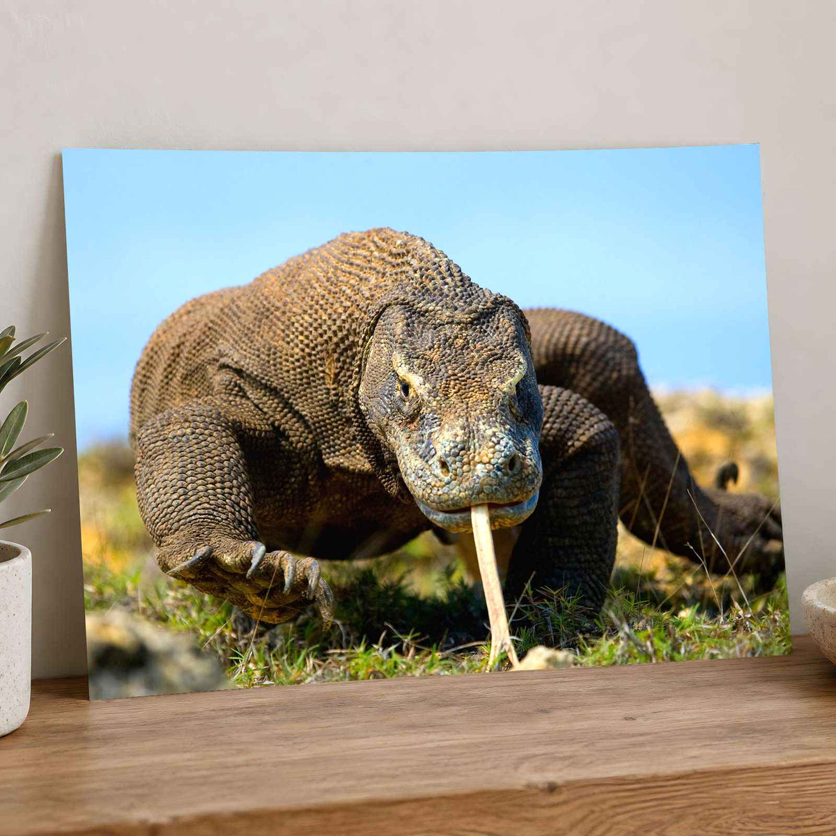 Komodo Dragon Photo Print Wall Decor