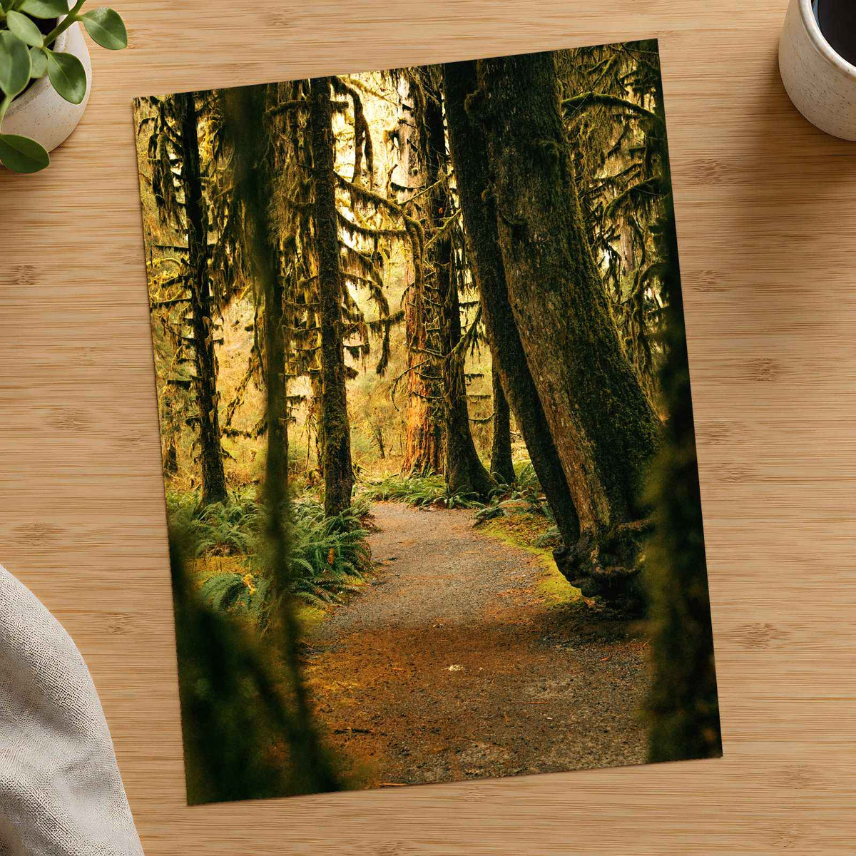 Pacific Northwest Rainforest by Hans Photo Print Wall Decor