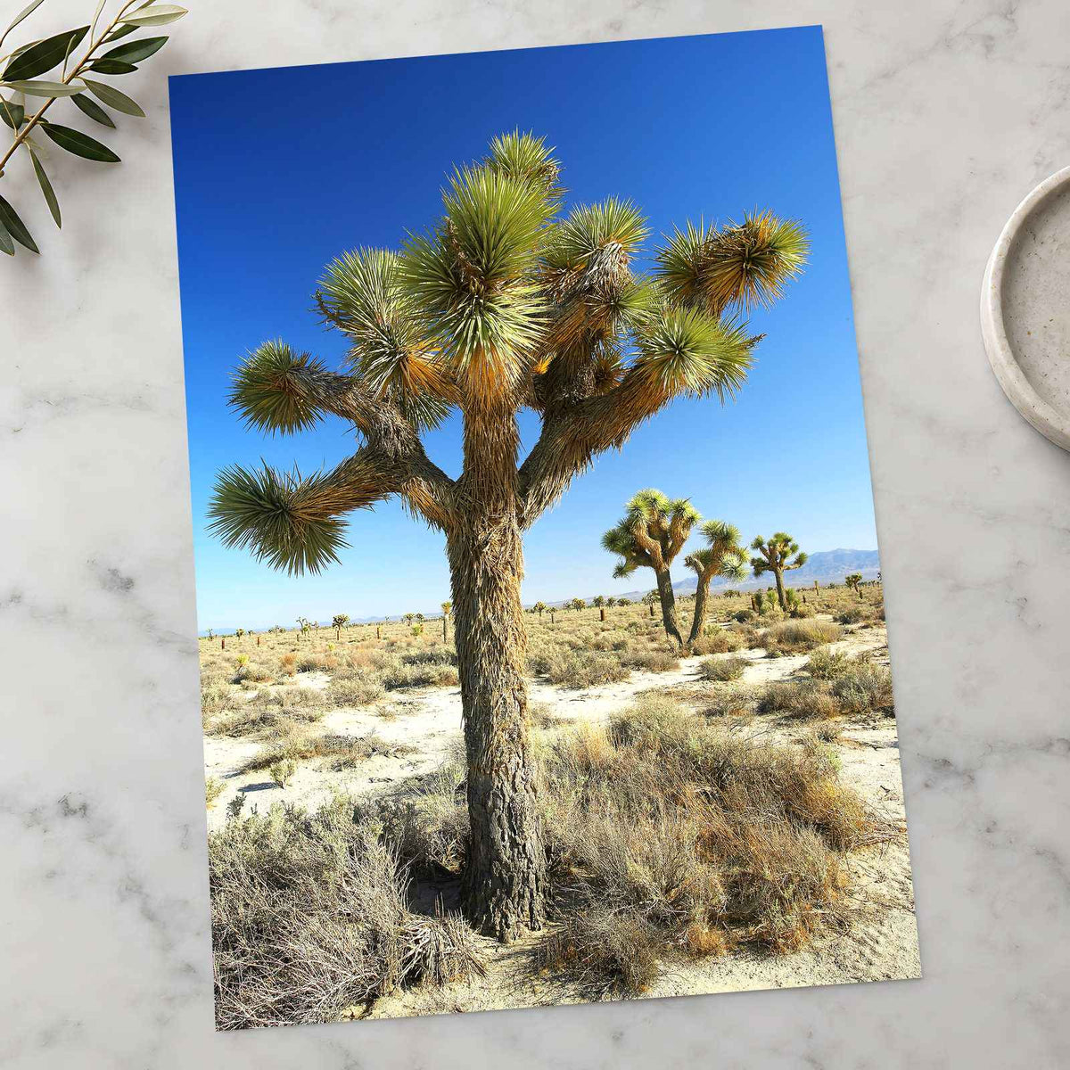 Joshua National Park Photo Print Wall Decor
