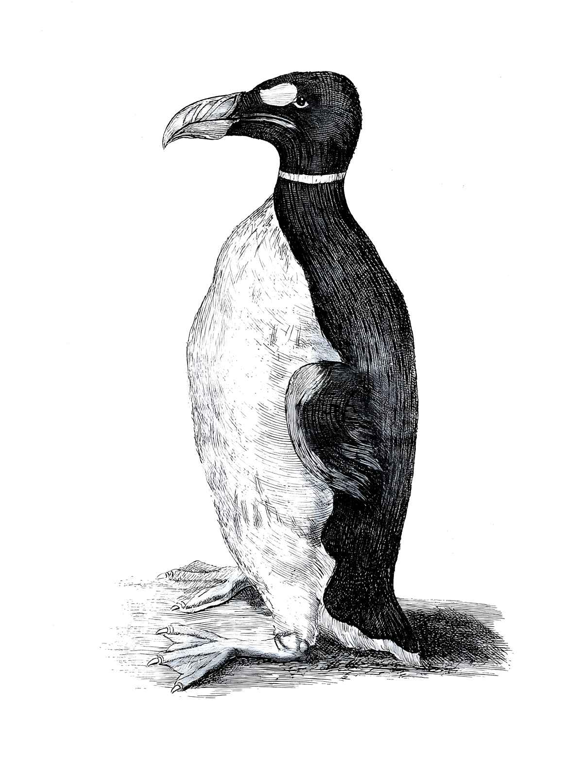 Wormius' Great Auk Drawn from Life, 1400s drawing print