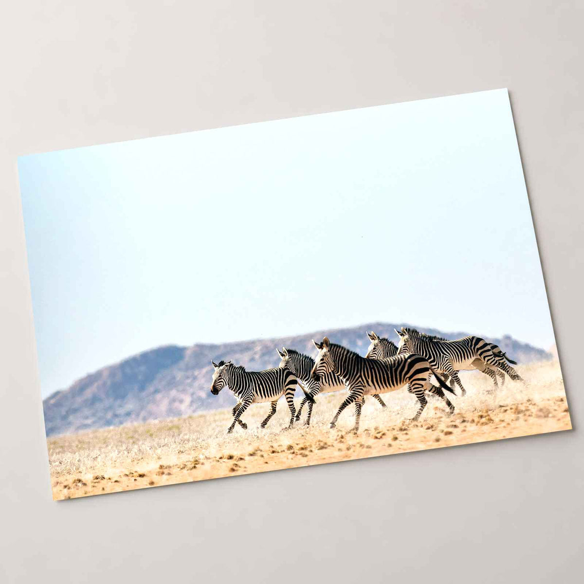 Haartmans Mountain Zebra, Africa Photo Print Wall Decor