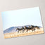 Haartmans Mountain Zebra, Africa Photo Print Wall Decor