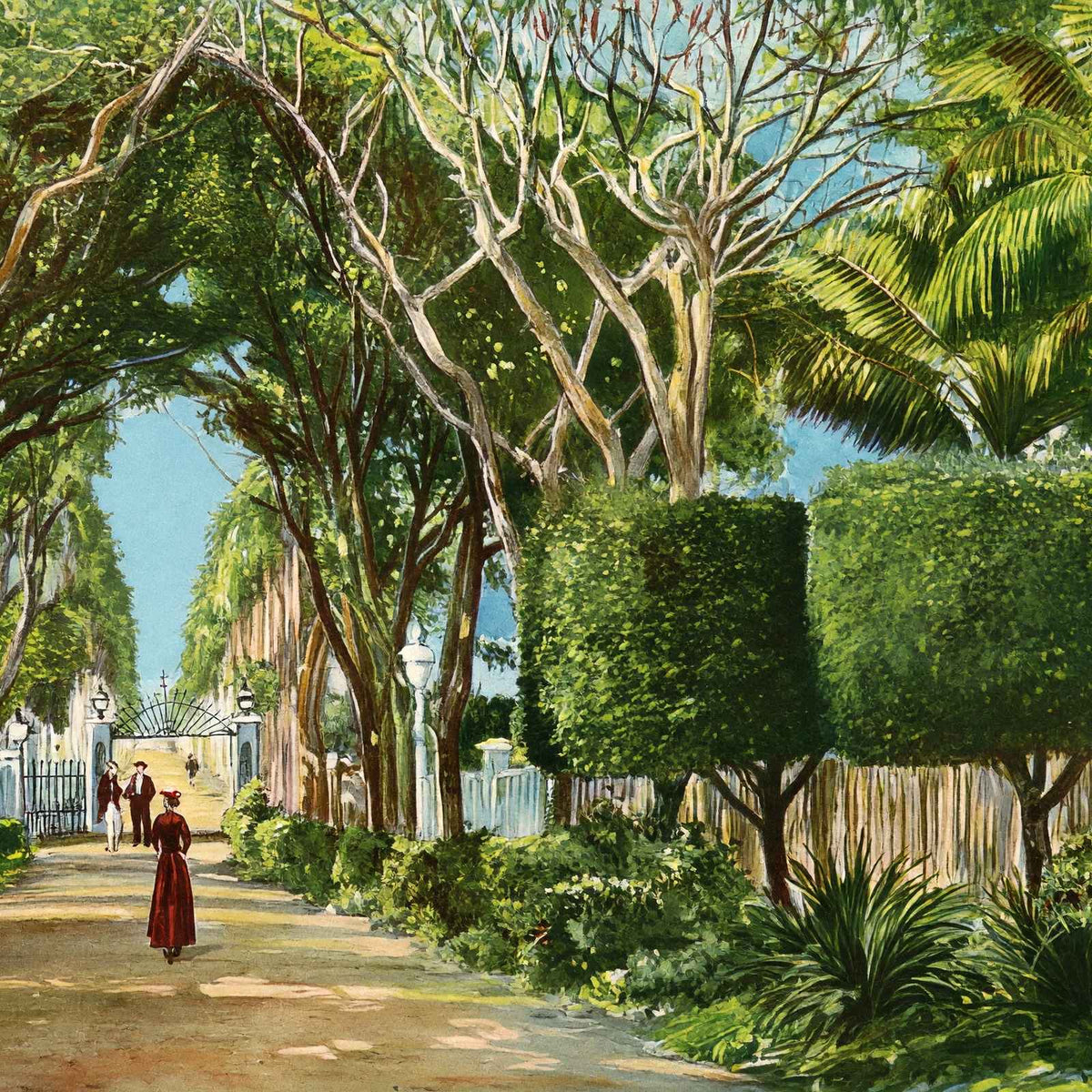 Royal Palm Gardens and Avenue, Havana, Cuba vintage print