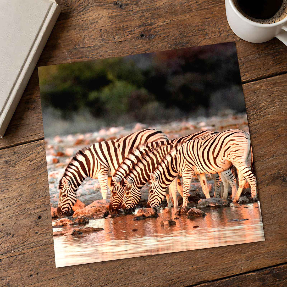 Zebras Drinking in Namibia Photo Print Wall Decor