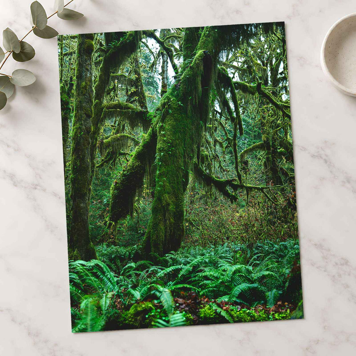 Trees and Ferns in Olympic National Park by Joshua Earle Photo Print Wall Decor