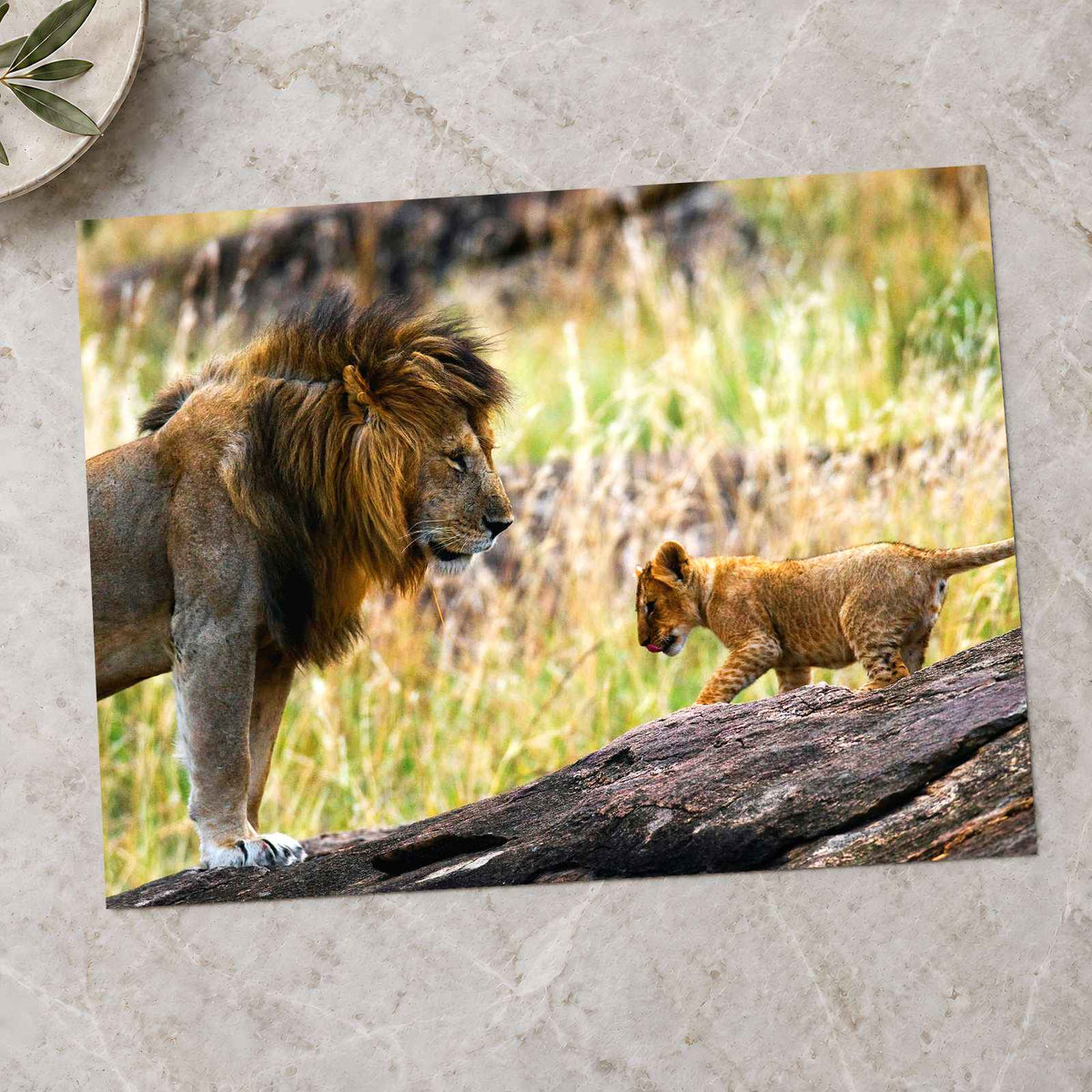 Male Lion and Cub in Africa Photo Print Wall Decor