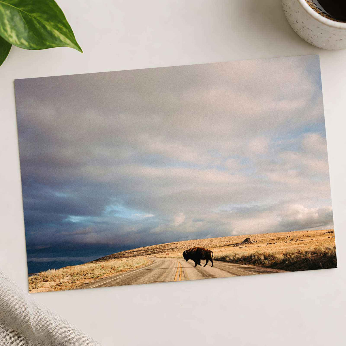 Buffalo Bison Crossing Road by Colin + Meg Photo Print Wall Decor