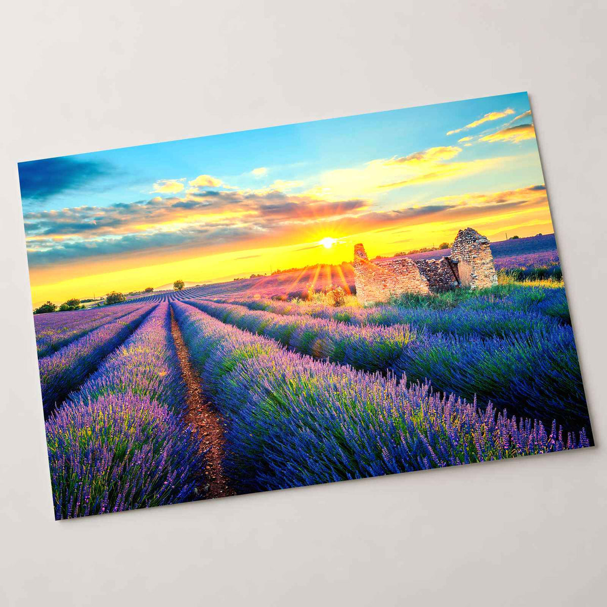 French Lavender Field at Sunset Photo Print Wall Decor