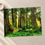 Olympic National Park Trees & Sun Photo Print Wall Decor