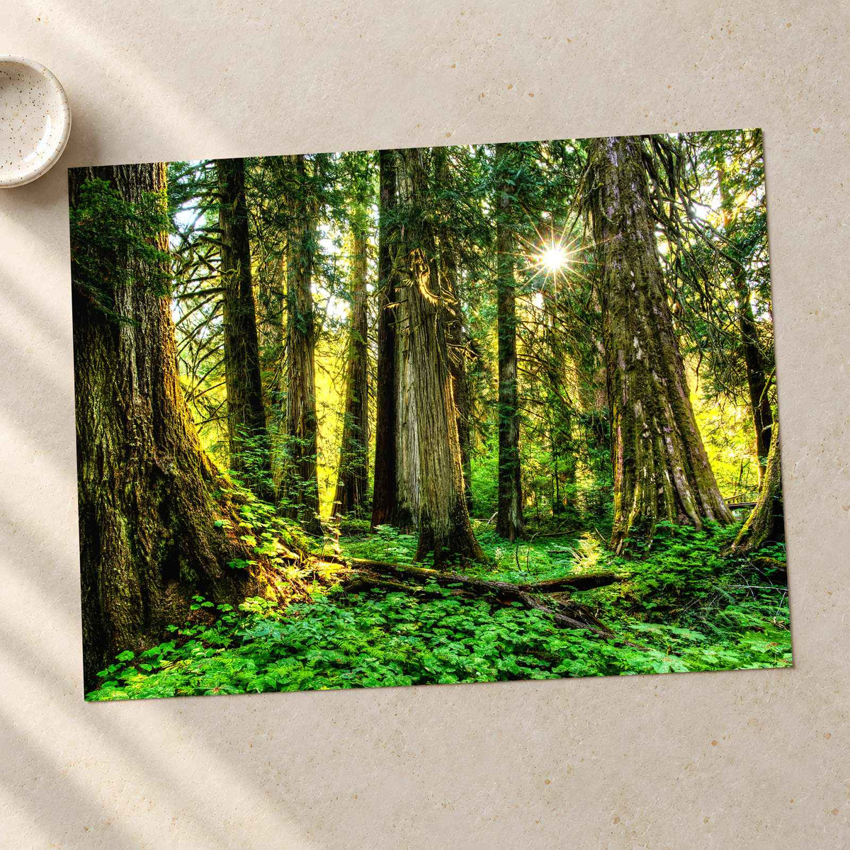 Olympic National Park Trees & Sun Photo Print Wall Decor
