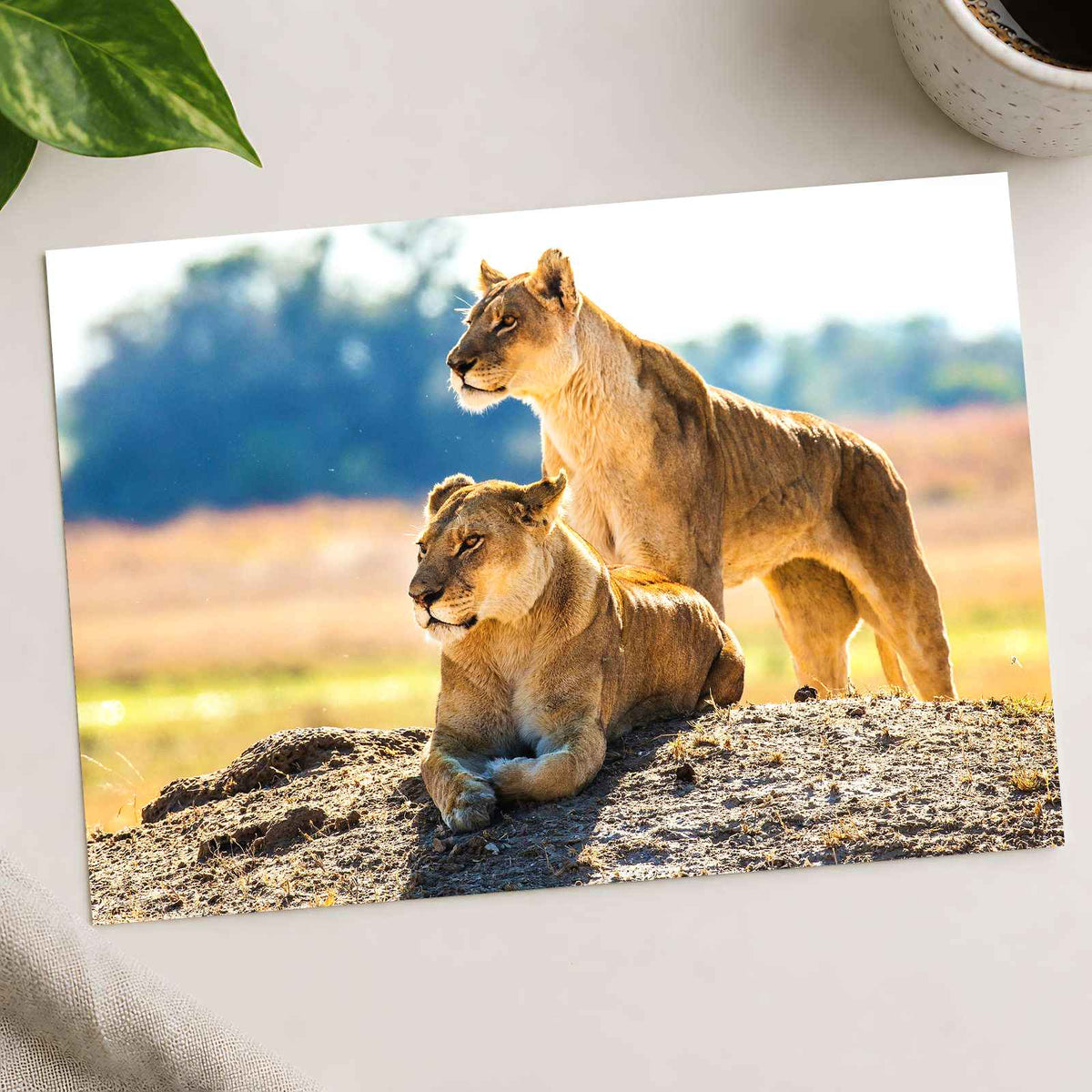 Two Lionesses in Savanna Photo Print Wall Decor