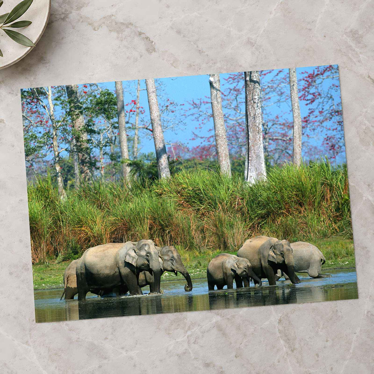 Herd of Elephants in India Photo Print Wall Decor