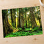 Olympic National Park Trees & Sun Photo Print Wall Decor