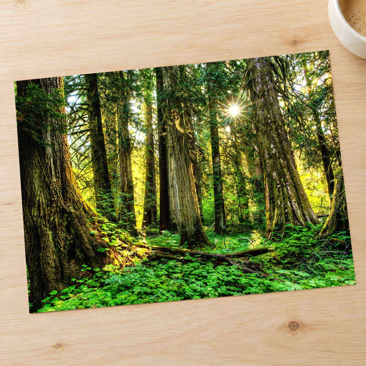 Olympic National Park Trees & Sun Photo Print Wall Decor