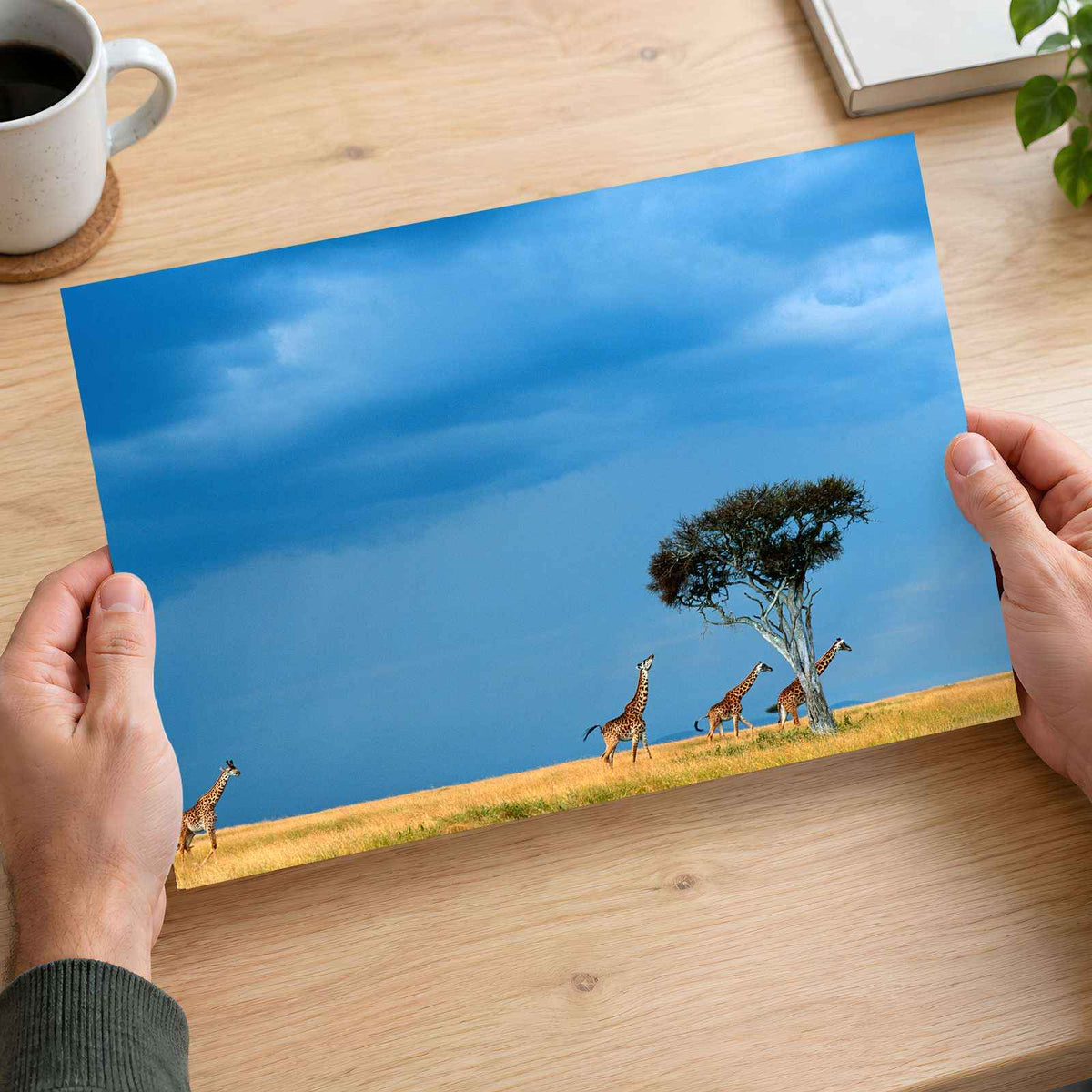 Herd of Giraffe Walking Across Savanna Photo Print Wall Decor