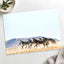 Haartmans Mountain Zebra, Africa Photo Print Wall Decor