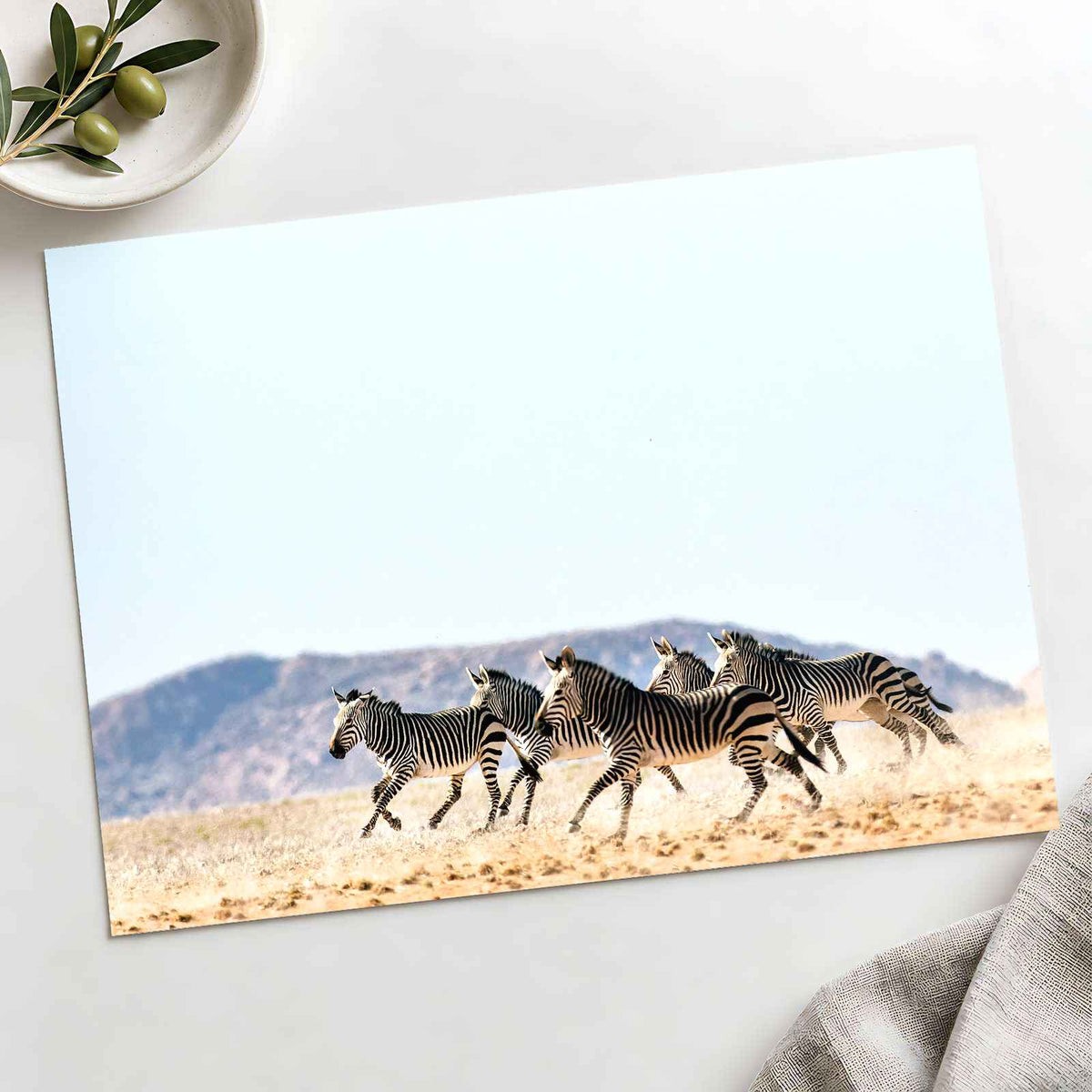 Haartmans Mountain Zebra, Africa Photo Print Wall Decor