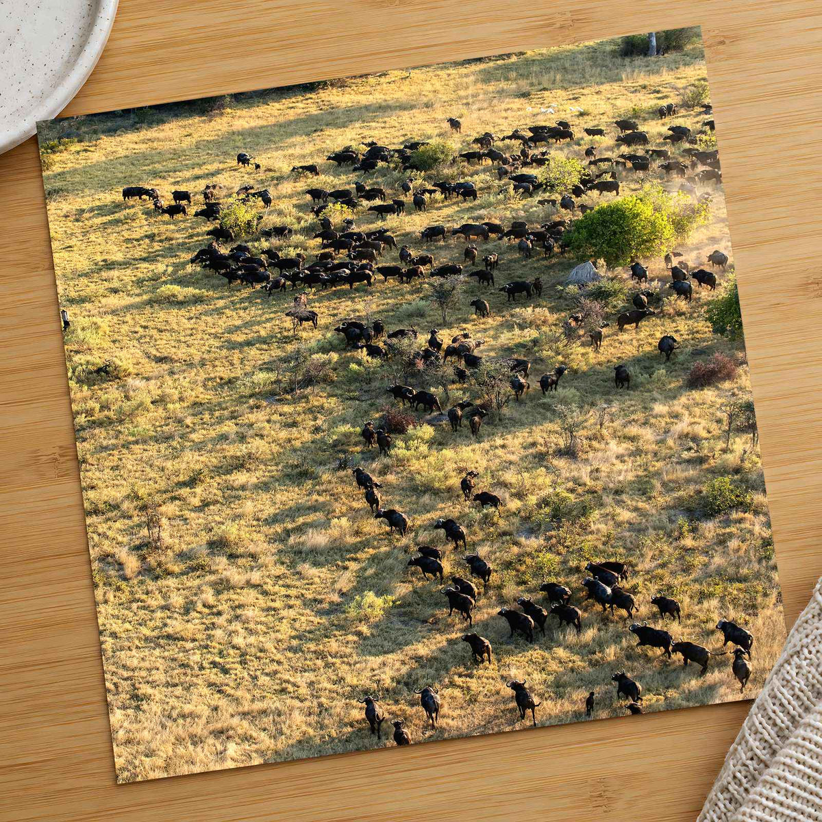 Water Buffalo, Okavango Delta, Botswana Photo Print Wall Decor