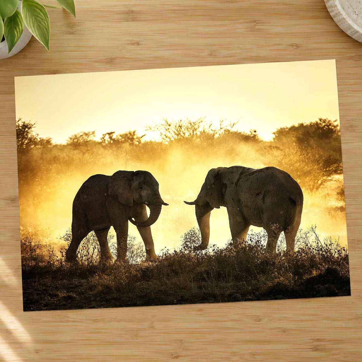Bull Elephants Fighting Photo Print Wall Decor