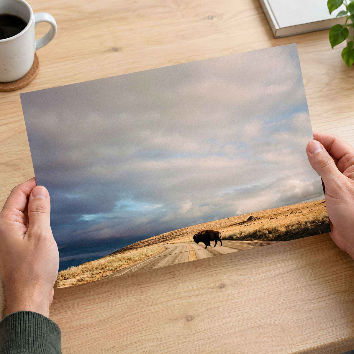 Buffalo Bison Crossing Road by Colin + Meg Photo Print Wall Decor