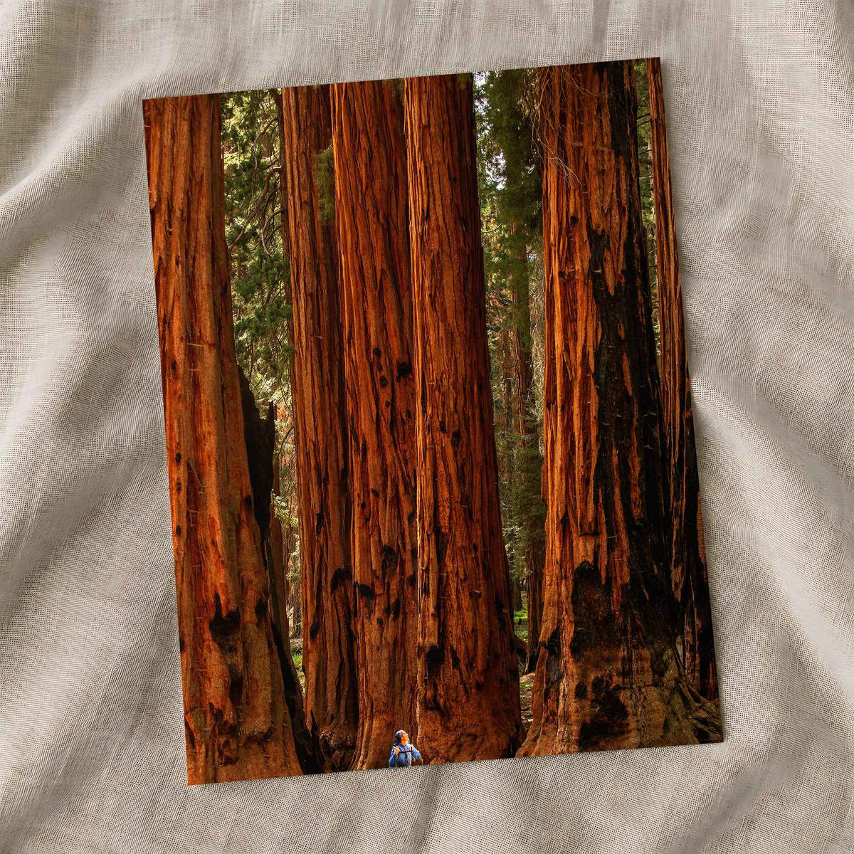 Sequoia National Park in California Photo Print Wall Decor