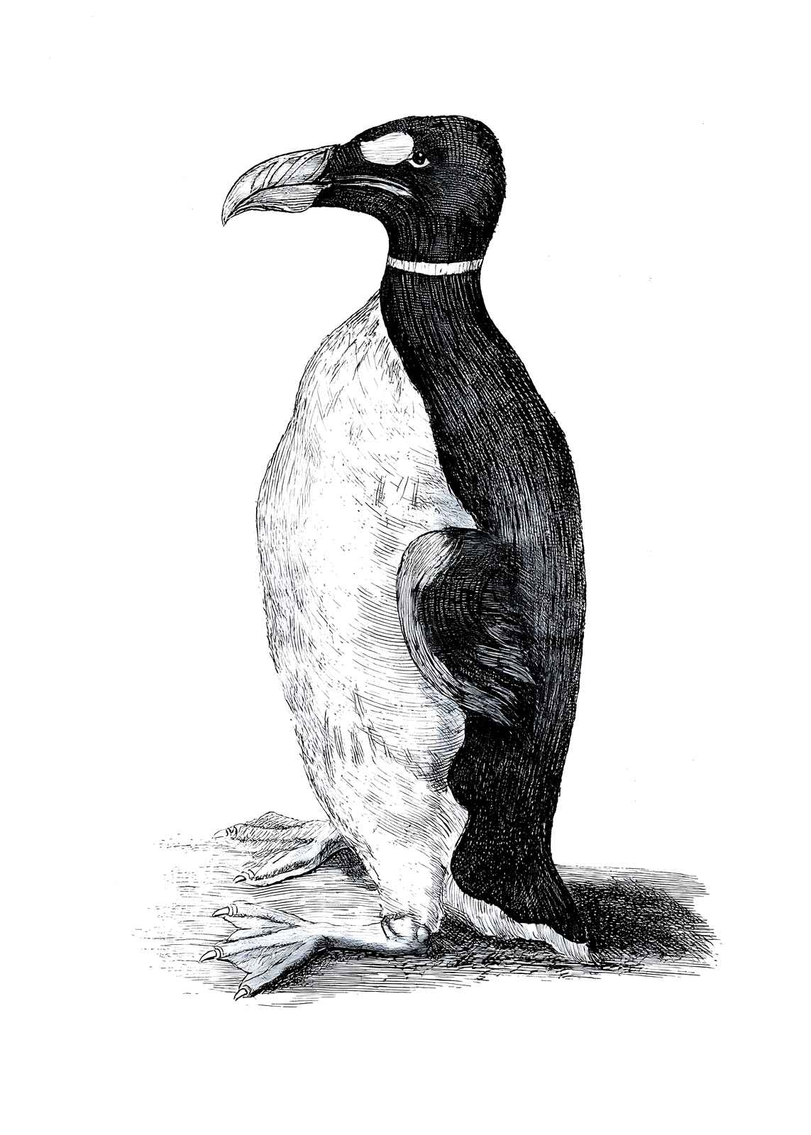 Wormius' Great Auk Drawn from Life, 1400s drawing print