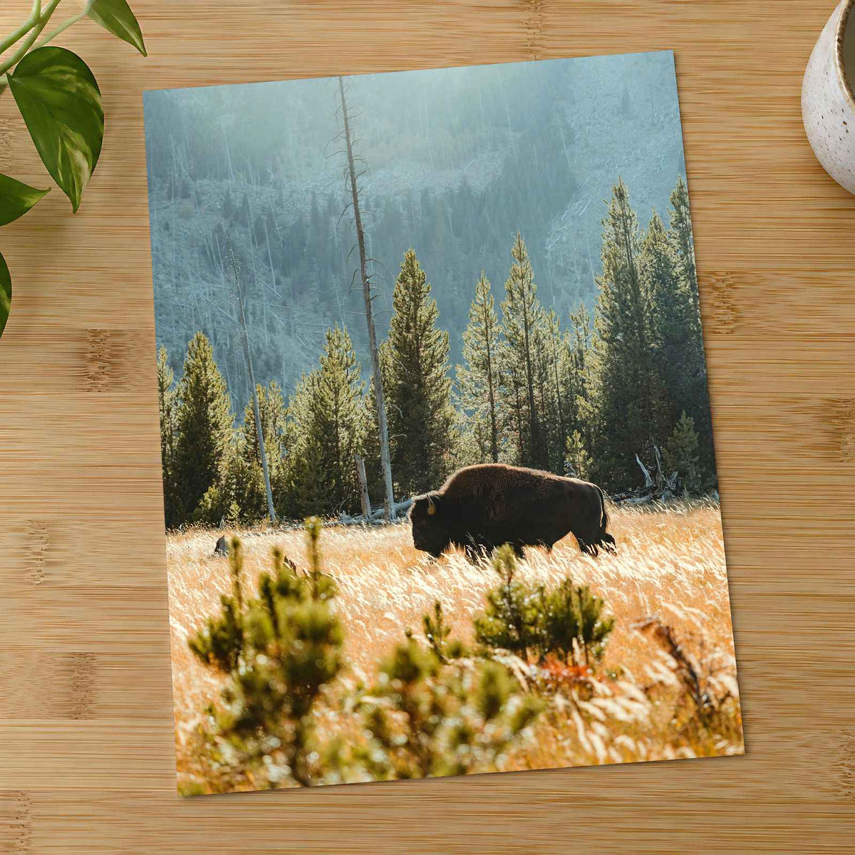 Buffalo Bison in Yellowstone, Wyoming by Joe Eitzen Photo Print Wall Decor