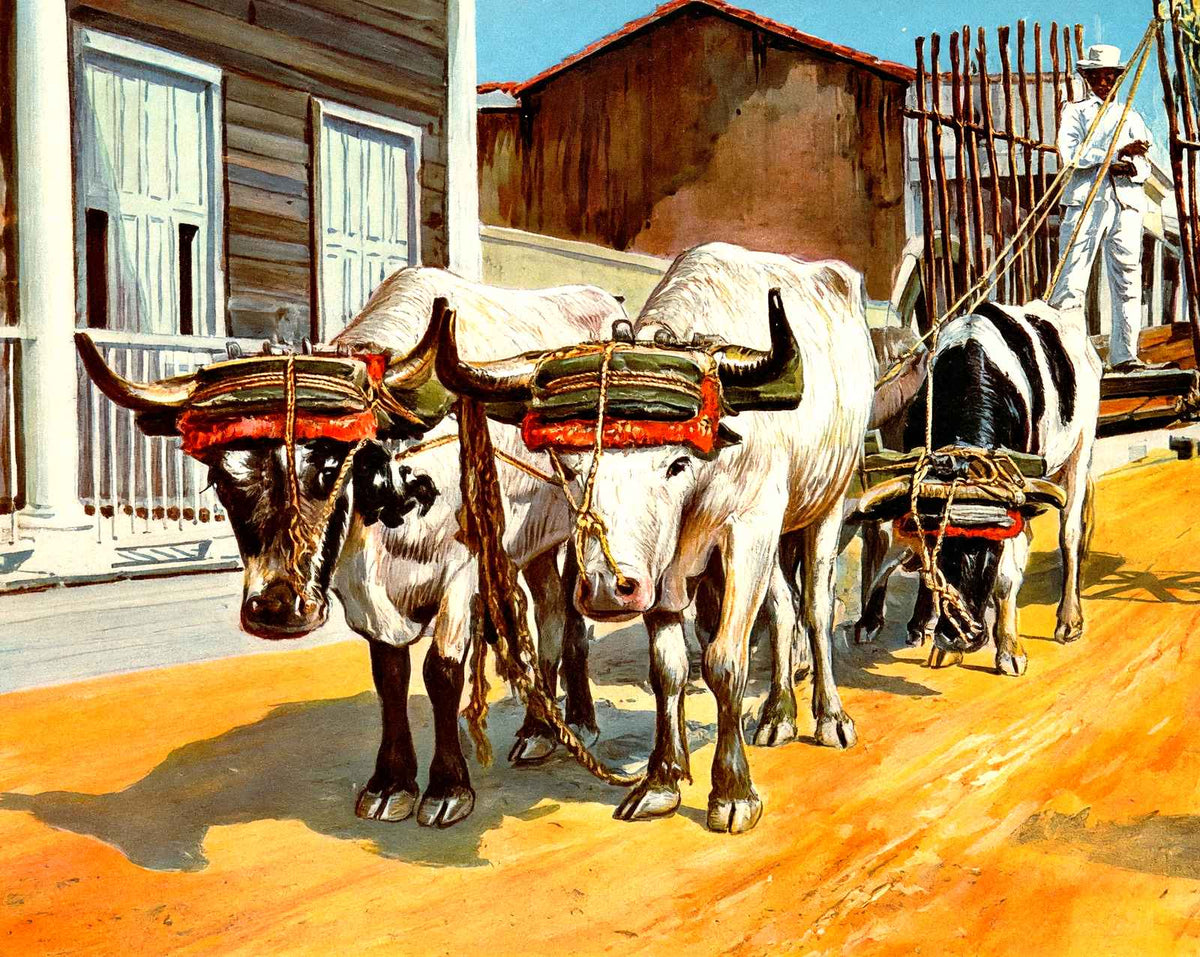 Ox Cart, Cuba in 1923 vintage print