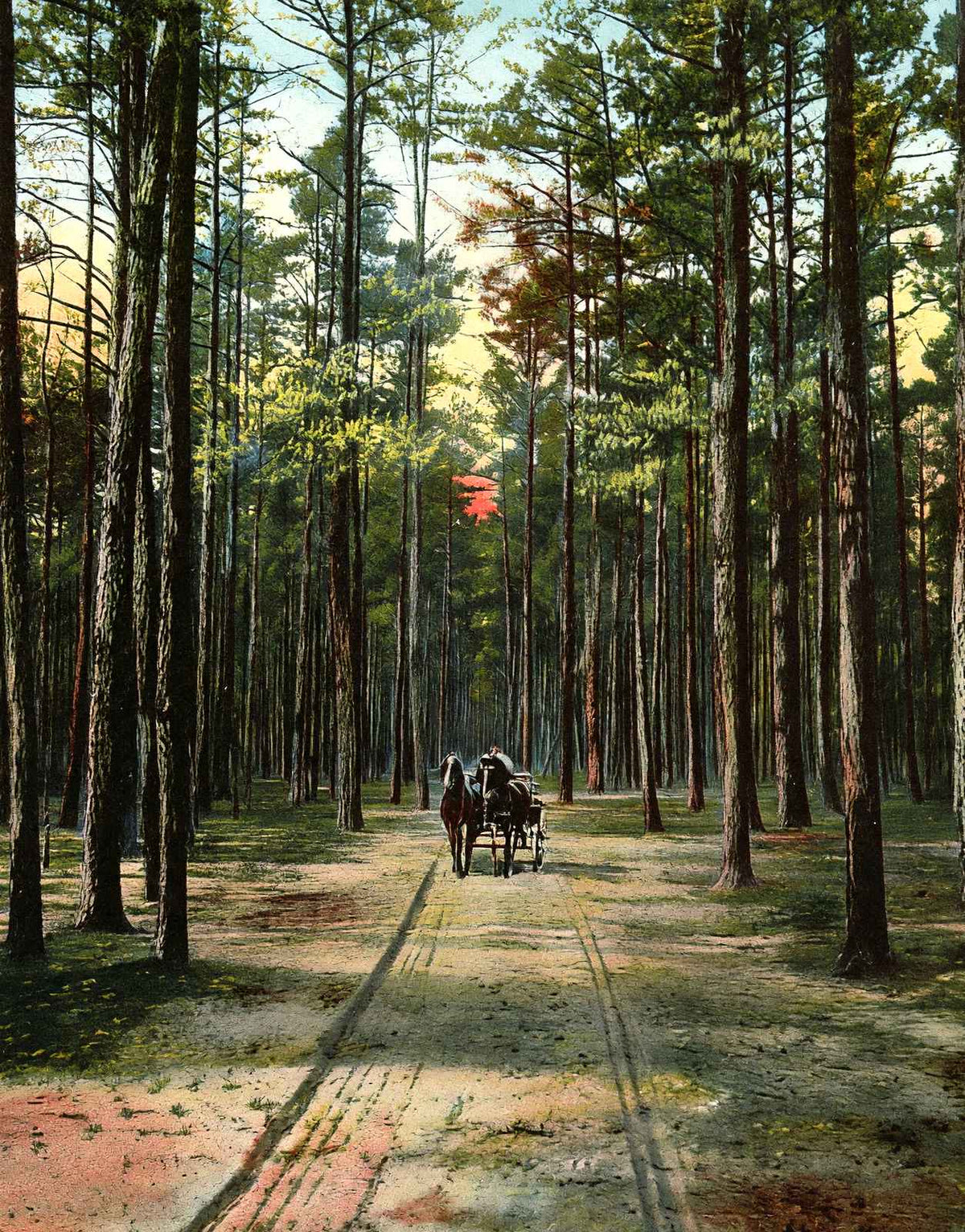 Cathedral Drive, Lakewood, NJ in 1905 vintage print