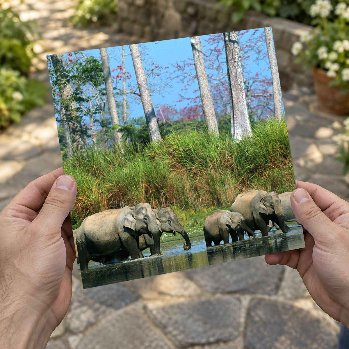 Herd of Elephants in India Photo Print Wall Decor