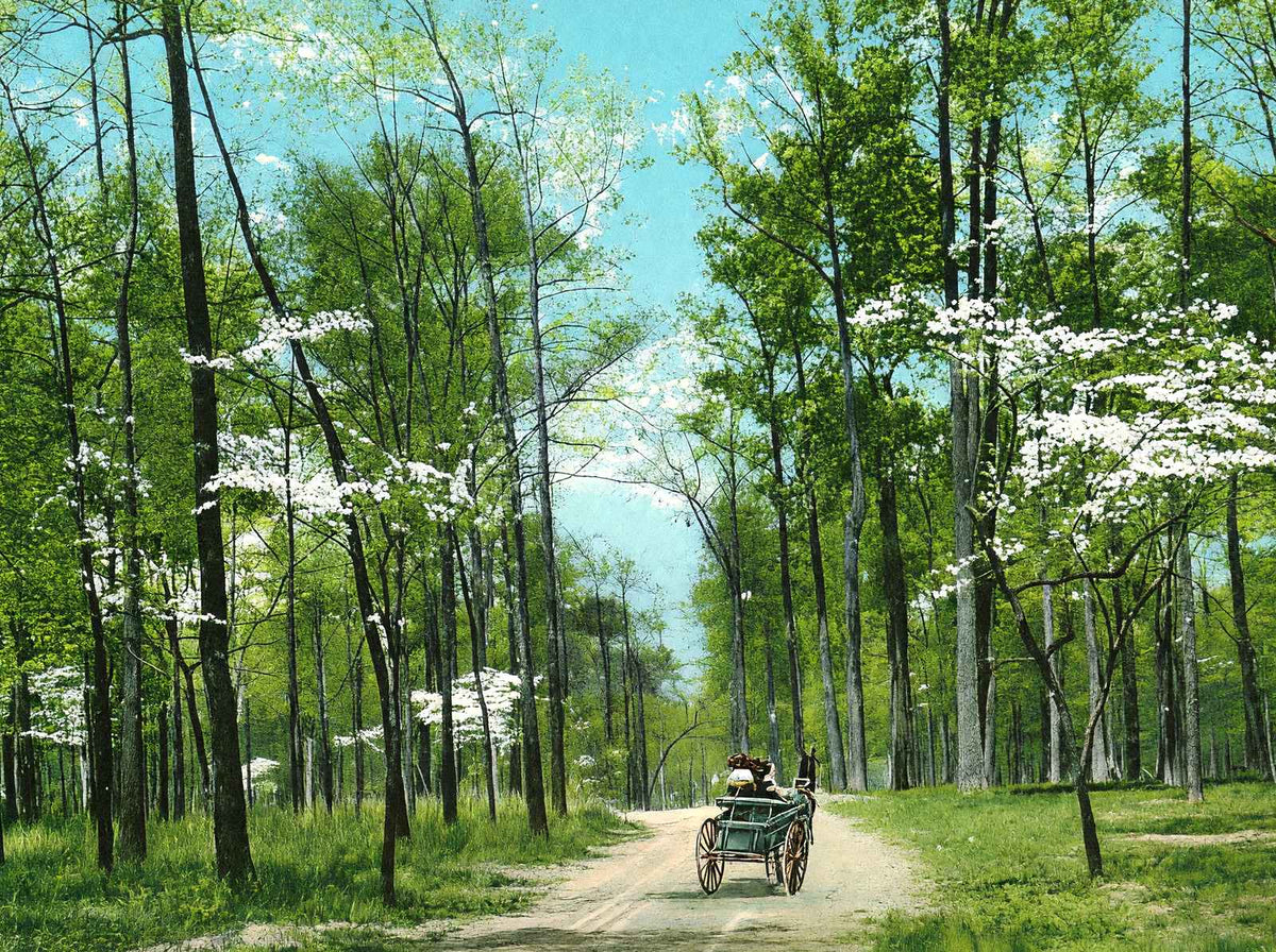 Dogwood Drive, Overton Park, Memphis, TN 1905 vintage print