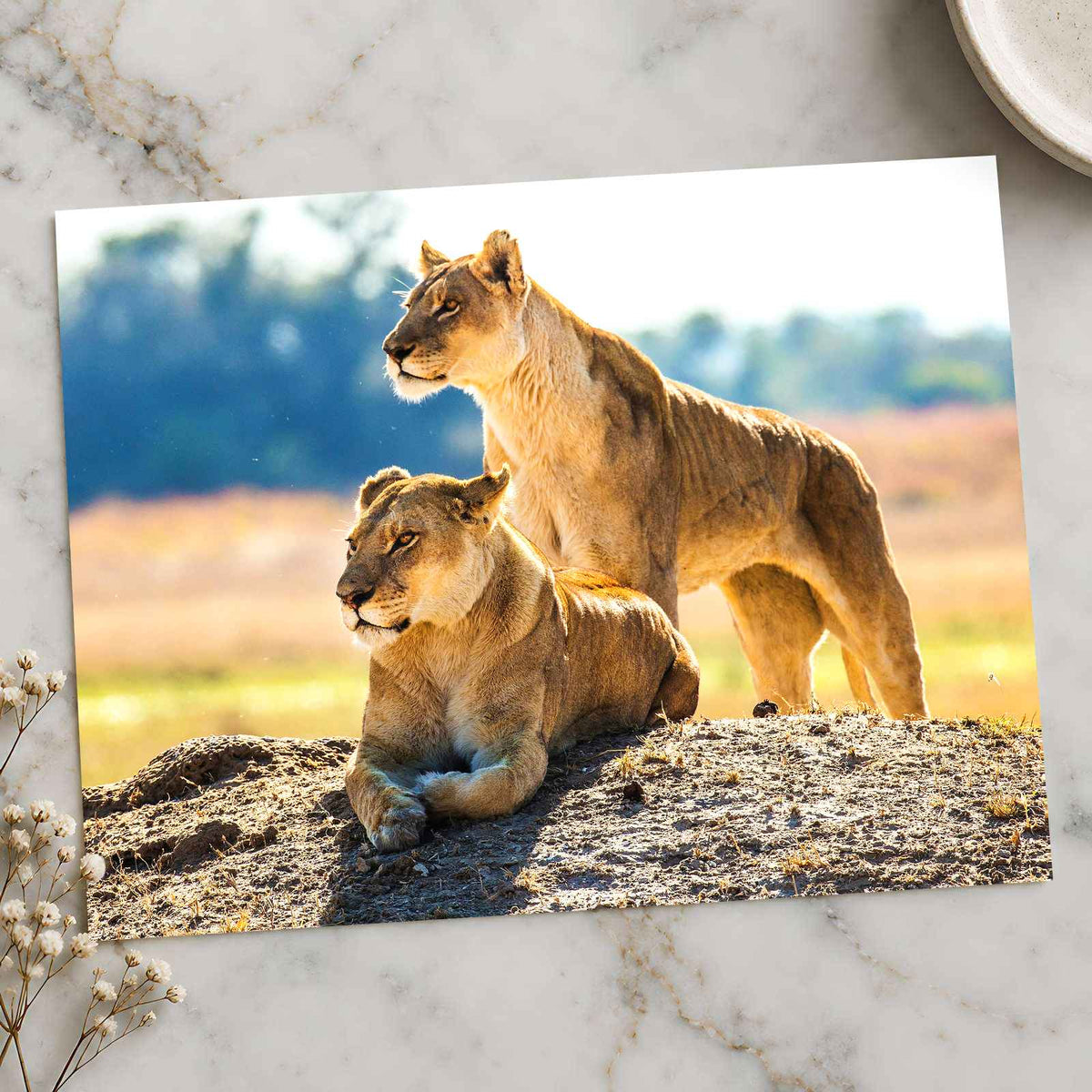 Two Lionesses in Savanna Photo Print Wall Decor