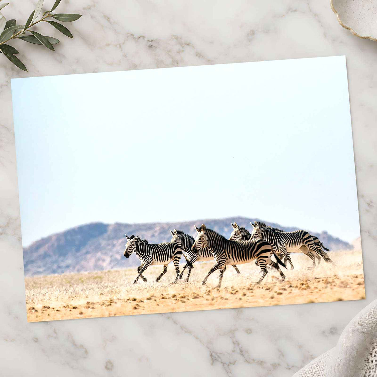 Haartmans Mountain Zebra, Africa Photo Print Wall Decor