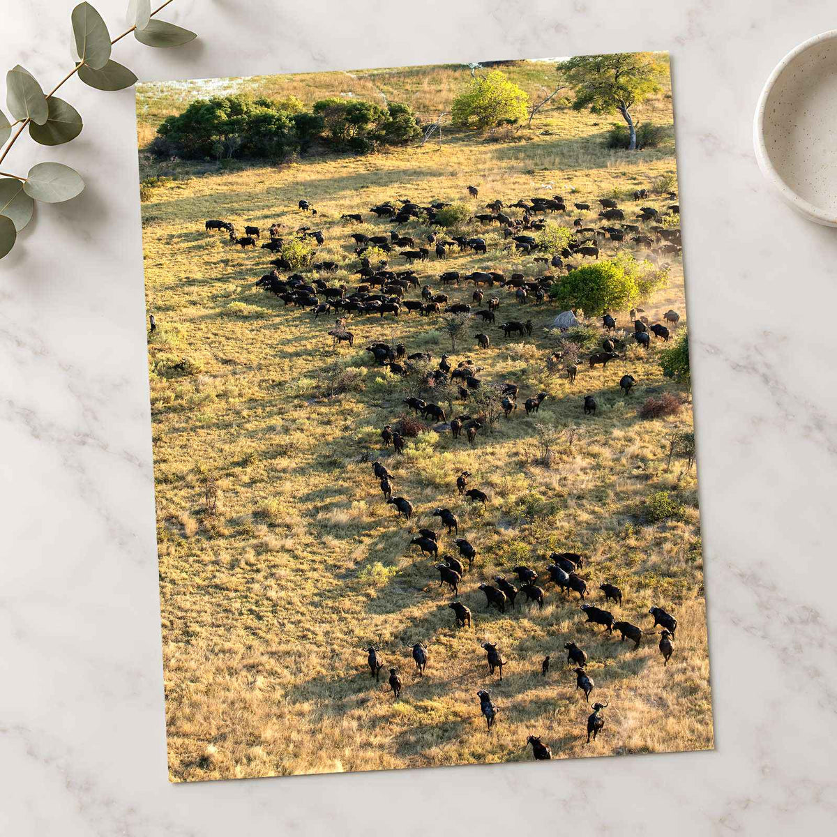 Water Buffalo, Okavango Delta, Botswana Photo Print Wall Decor