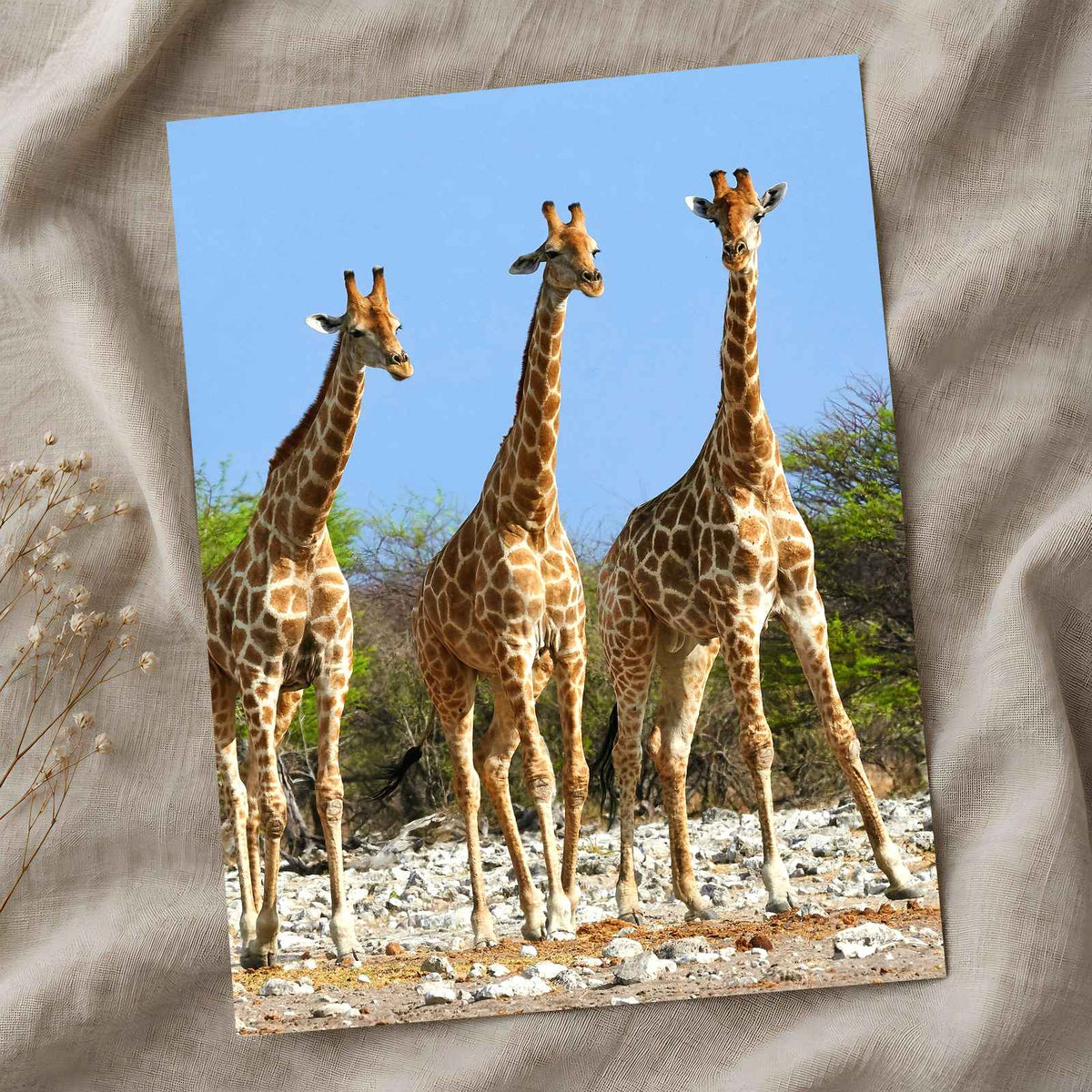 Three Giraffes in Etosha National Park Photo Print Wall Decor