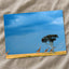 Herd of Giraffe Walking Across Savanna Photo Print Wall Decor