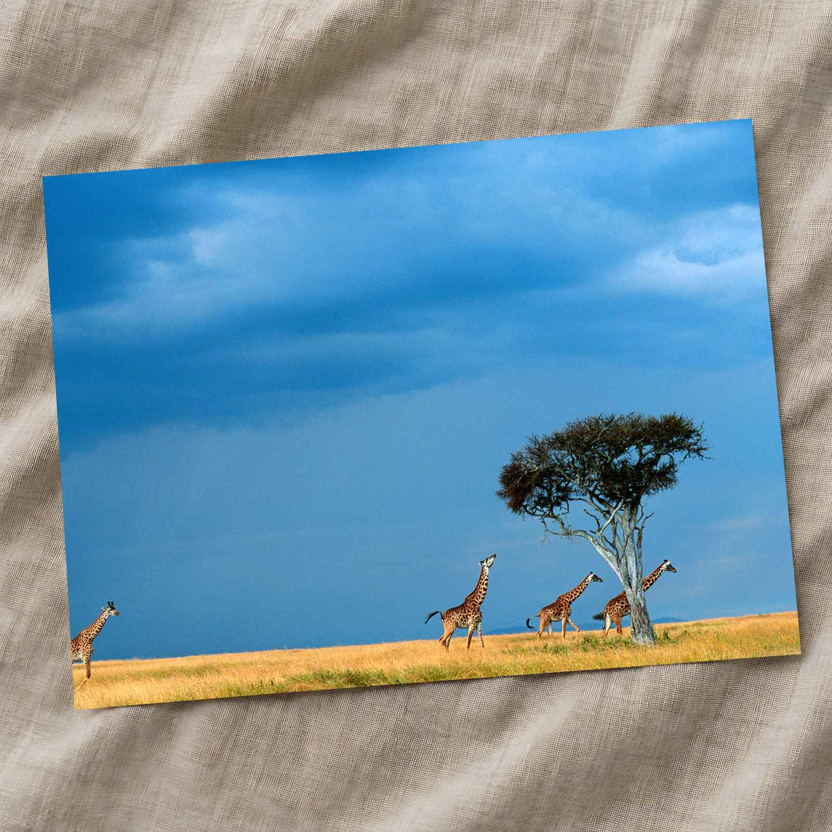 Herd of Giraffe Walking Across Savanna Photo Print Wall Decor