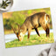 Male Antelope Grazing Photo Print Wall Decor