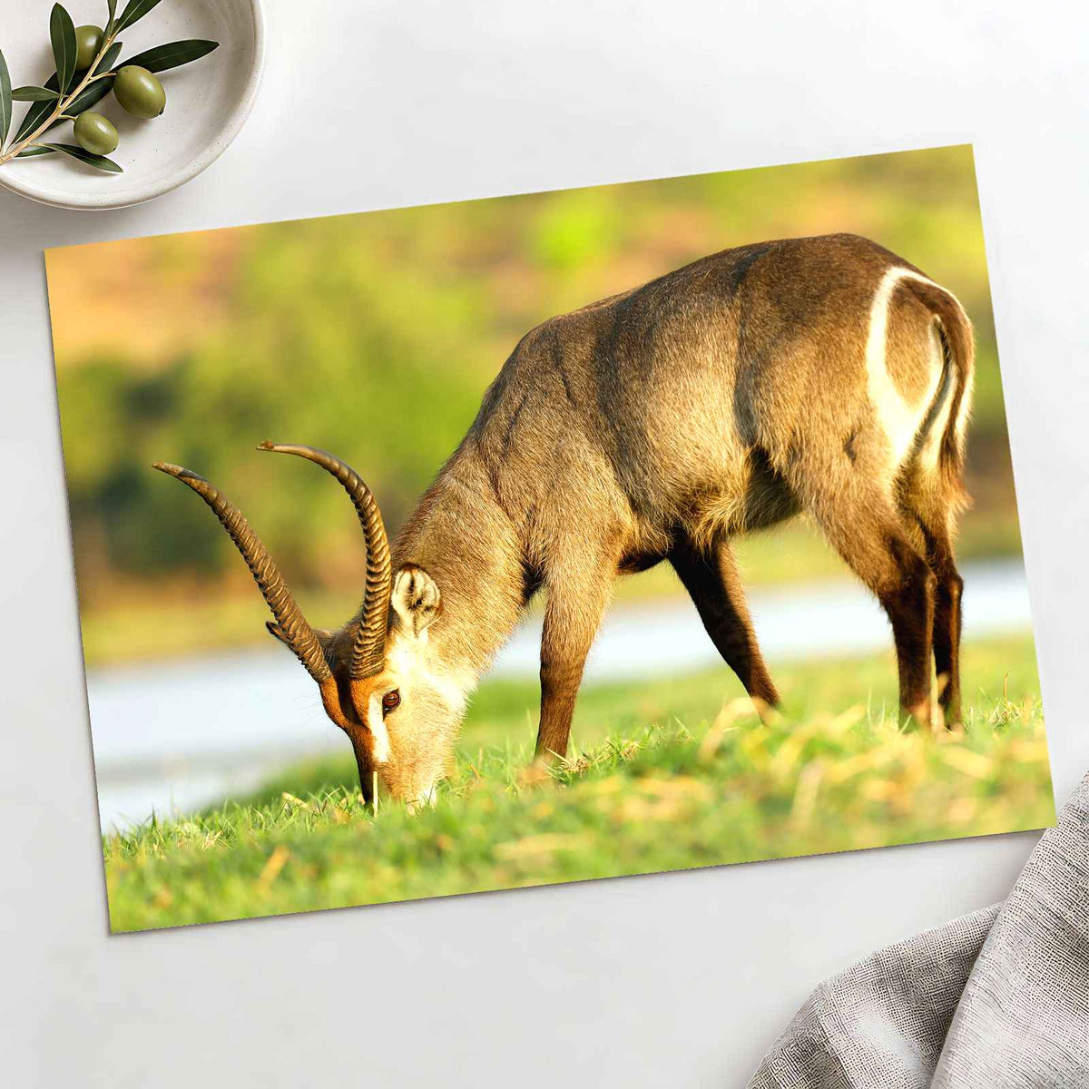 Male Antelope Grazing Photo Print Wall Decor